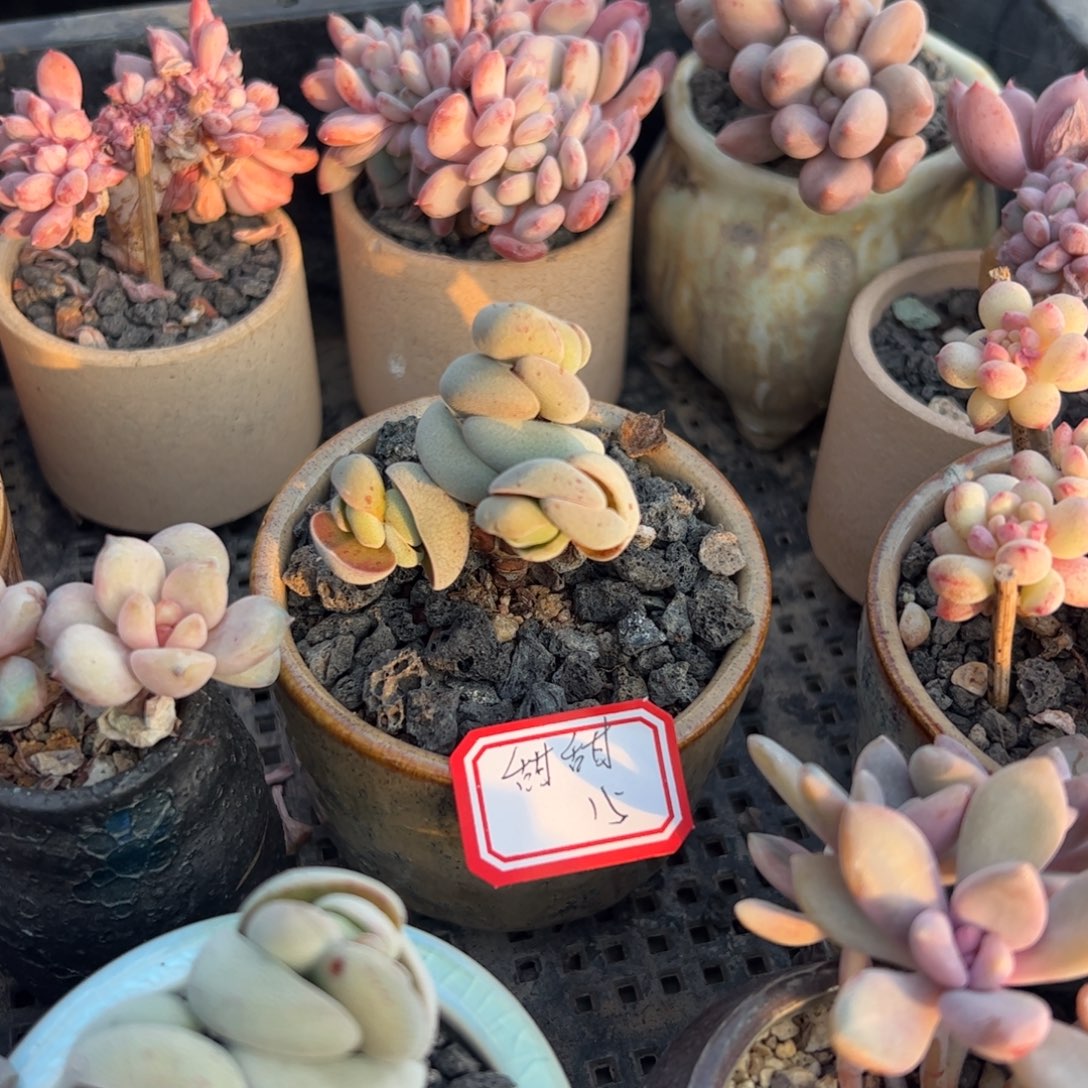 多肉植物多肉植物