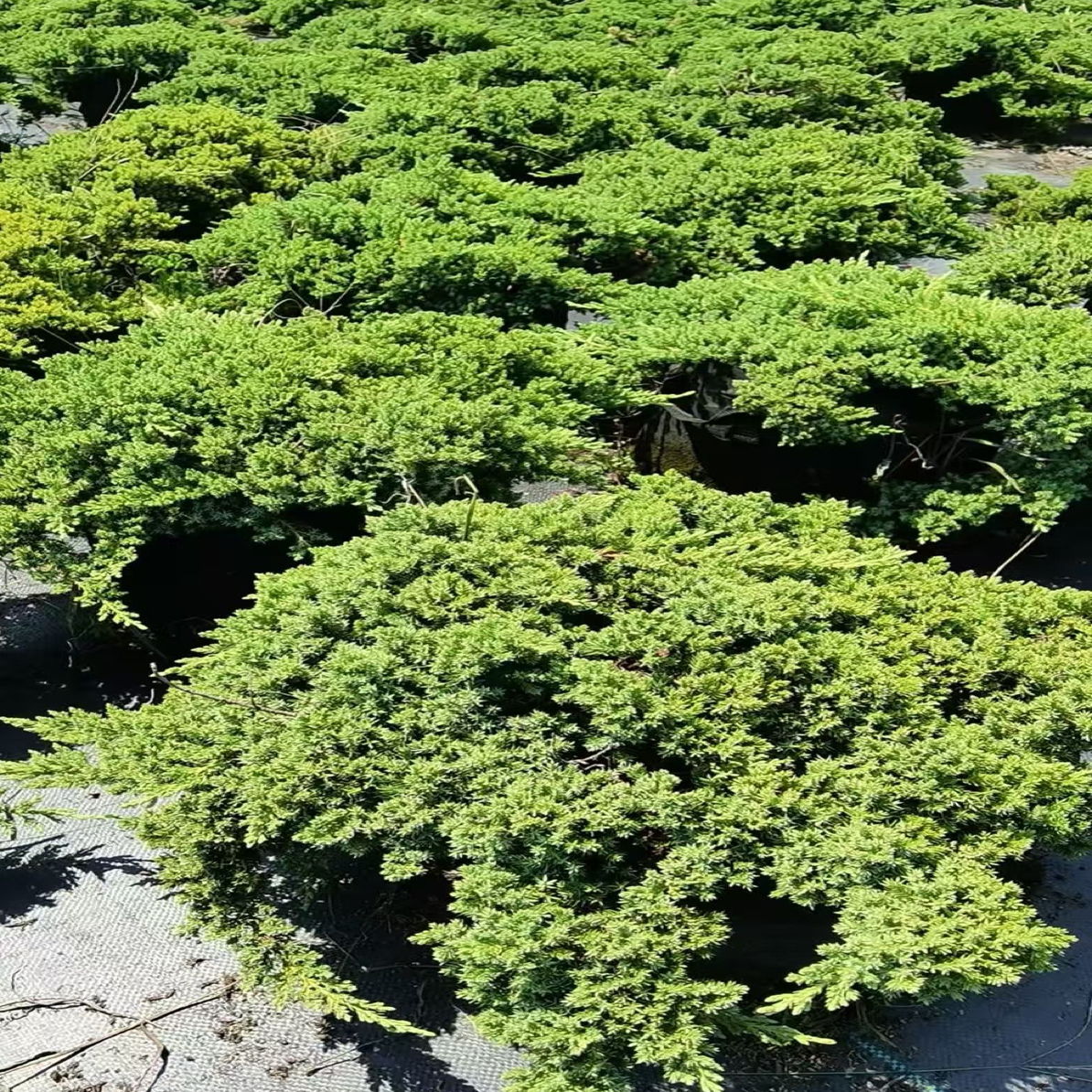 铺地柏花卉盆栽绿植四季常青室内外易养活绿化苗盆景老桩