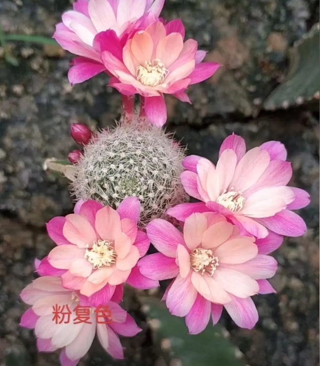 二妹园艺【 1颗  粉复色 草球嫁接  】默认脱土随机发货
