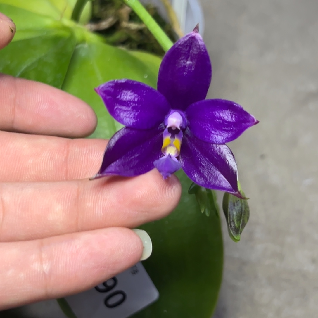 完全开放l590三寸柳林3620