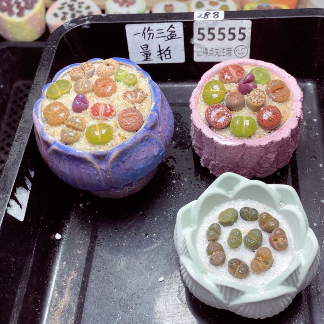 w55555一份三盆量拍