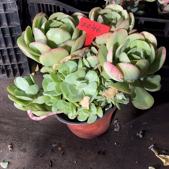 丸***妹00000000000000002046