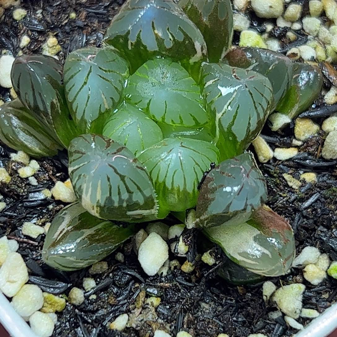 实生锦十二卷多肉