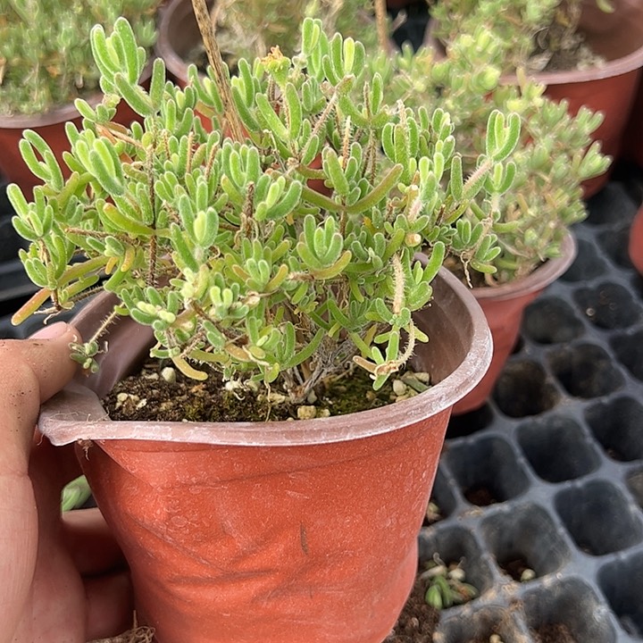 钻石黄化锦，120杯老庄修剪