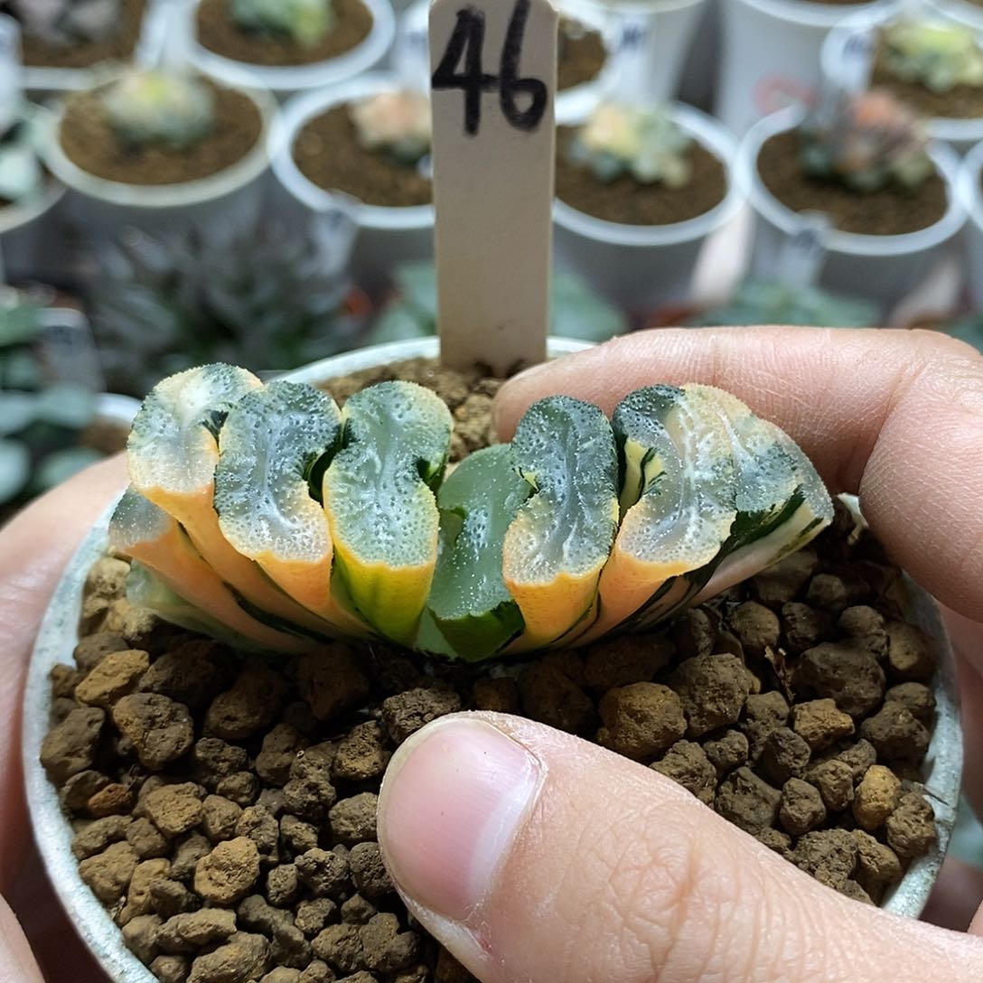 46广重玉扇锦十二