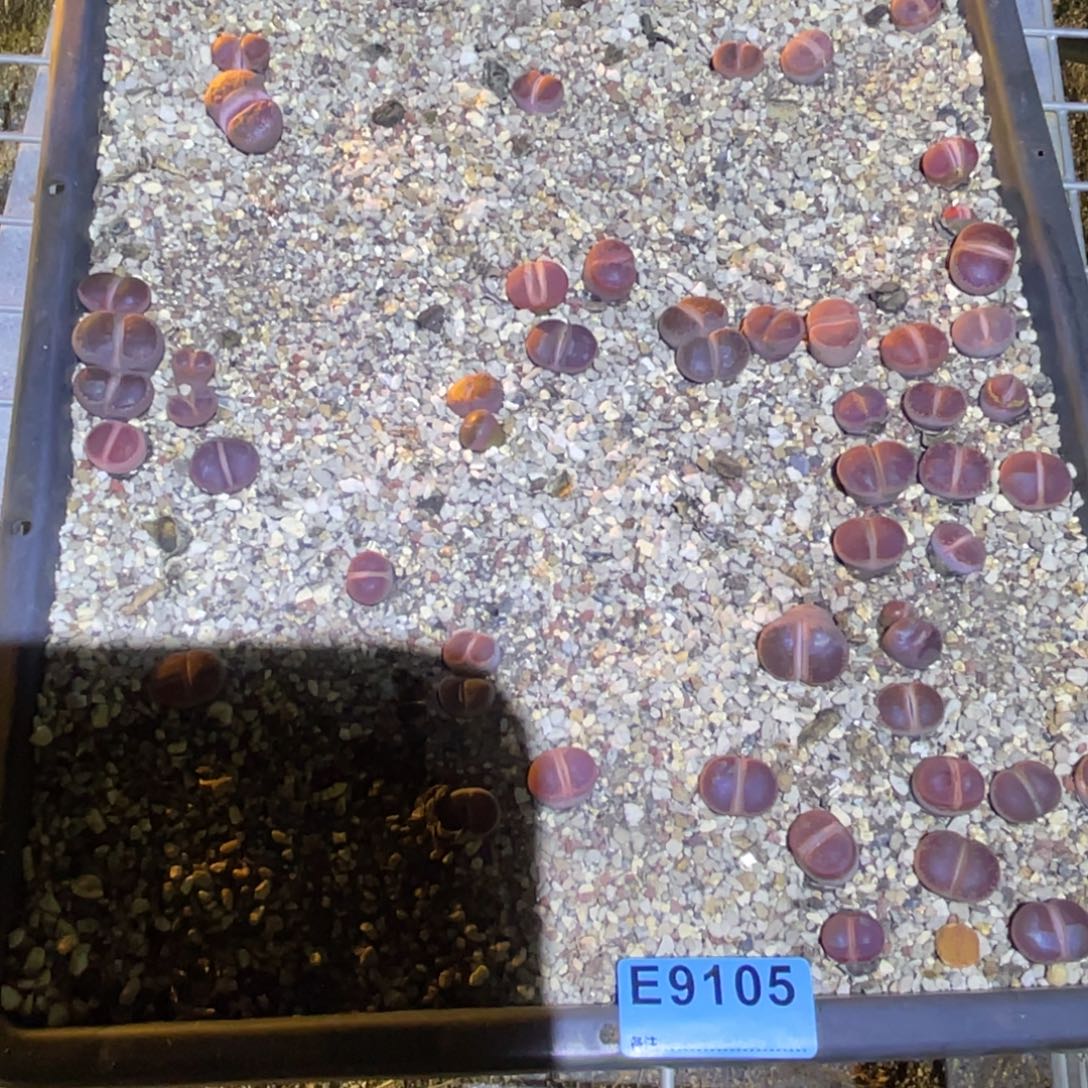 紫***幽9105筐福利不售后