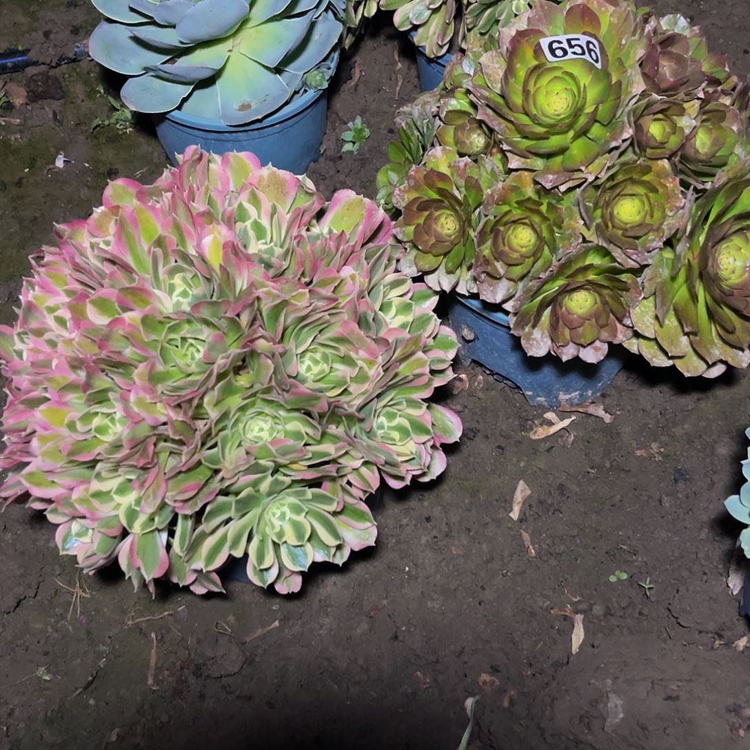 两盆法师15-23包邮法师