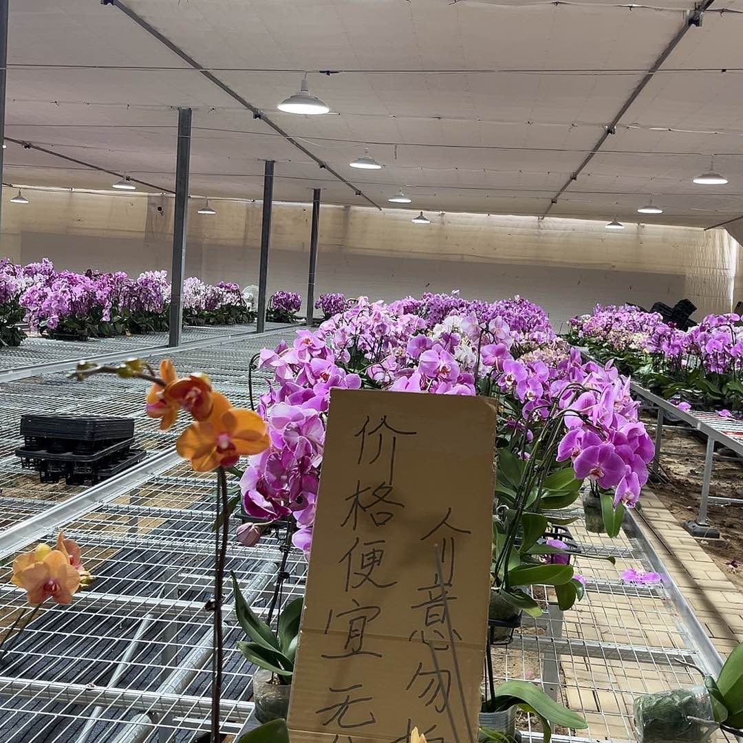 阿***罗完全开放蝴蝶兰2个 不售后