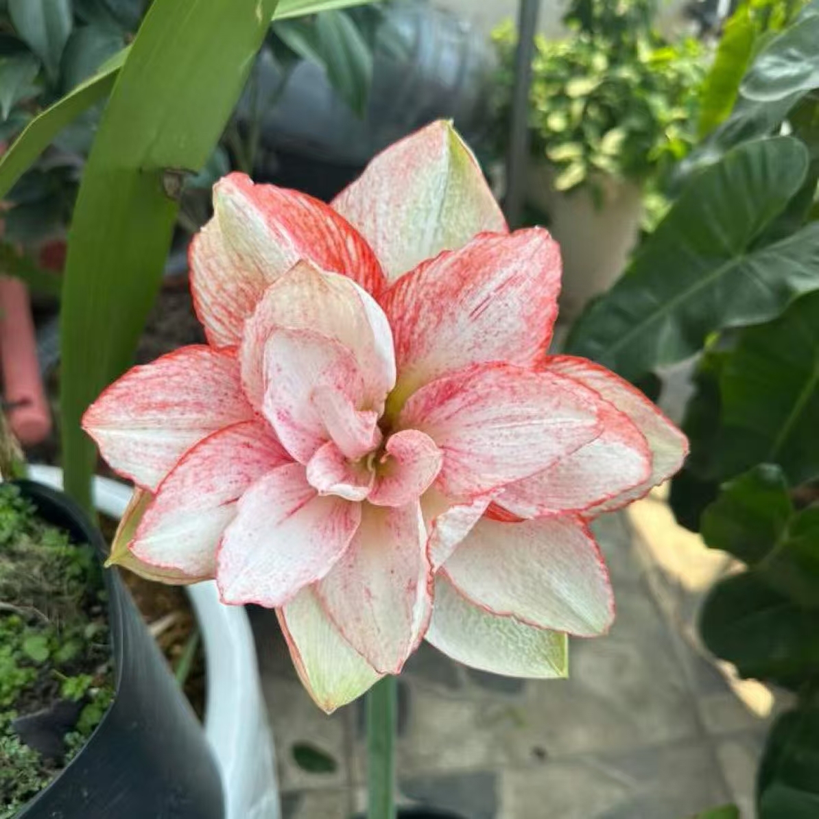 S孤挺花园 LA05 裸球种球