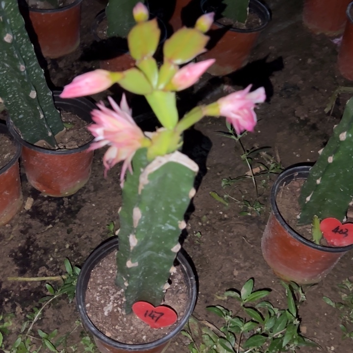 温***馨当前无花栽培后可以开花068  147