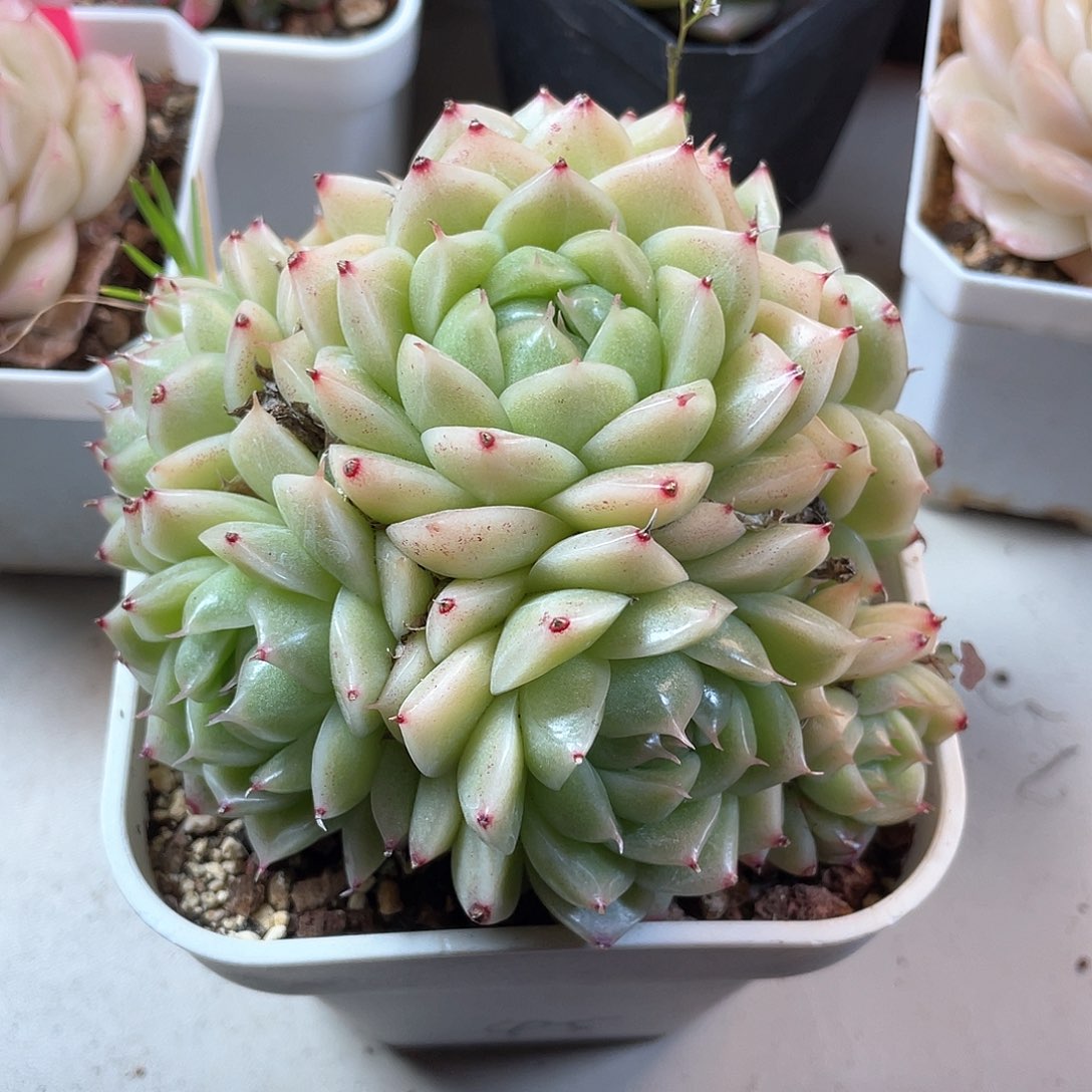 优选麦秆福利939