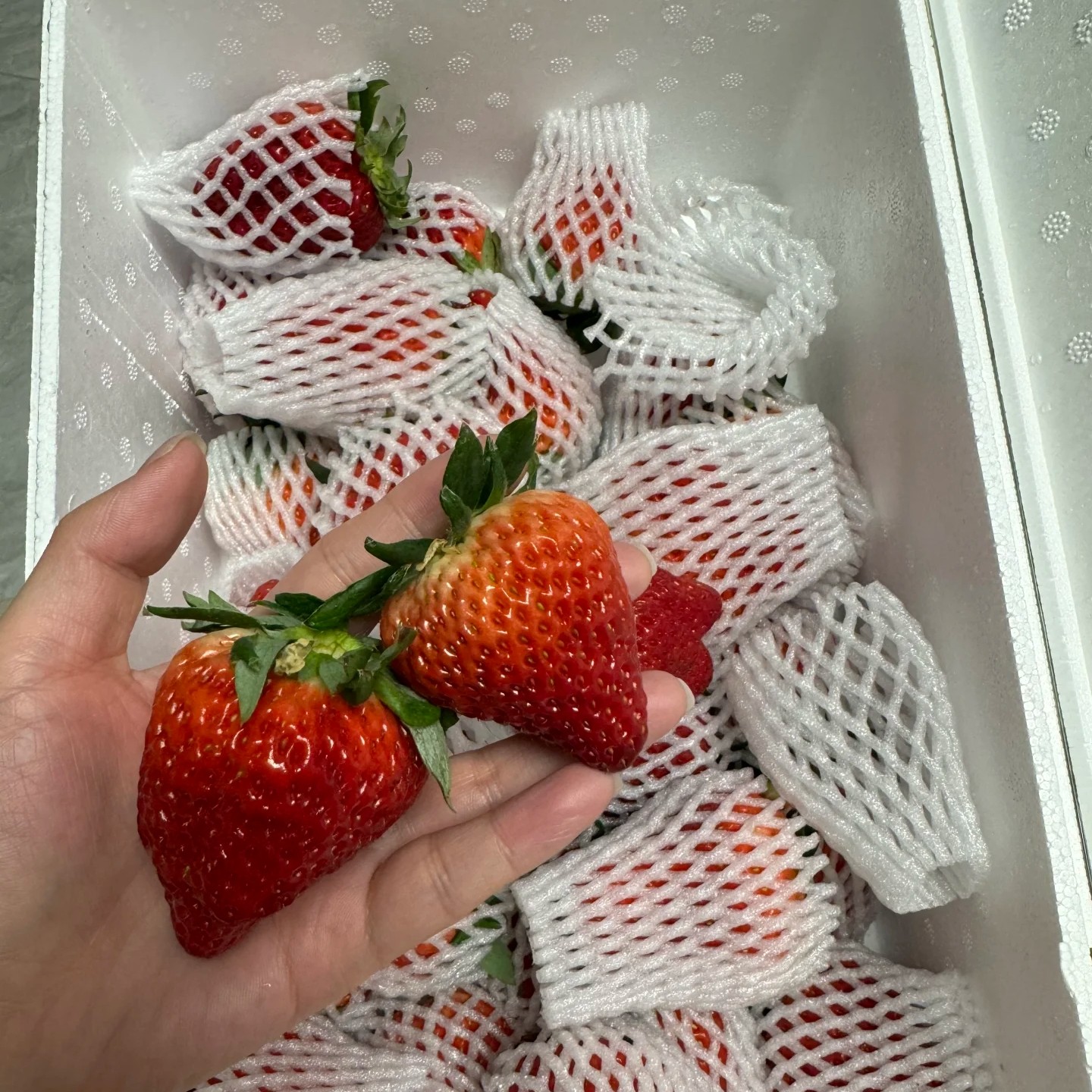 丹东马家岗草莓1箱