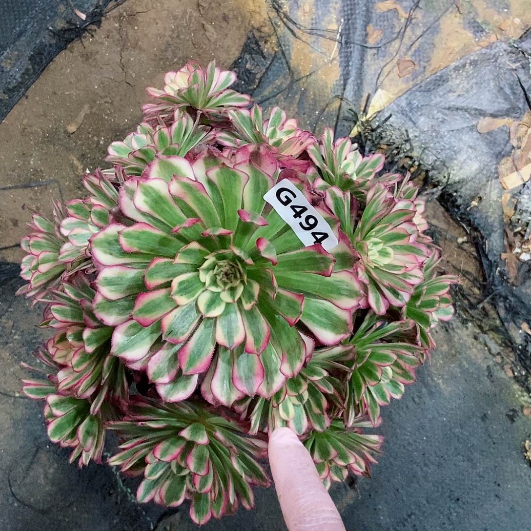 红陶494红铜白3多肉