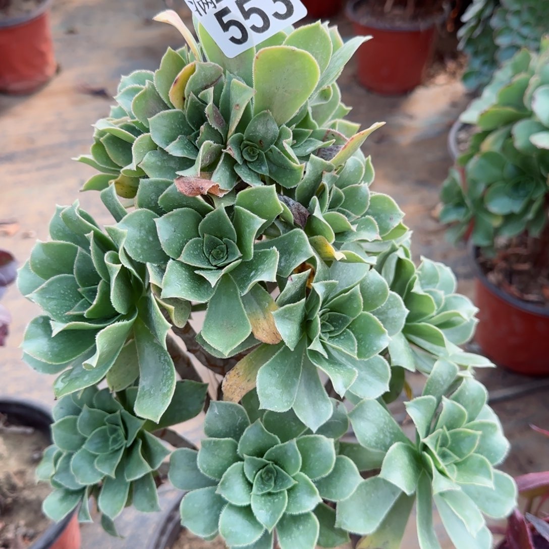 香腹多肉553满28包邮断枝不包