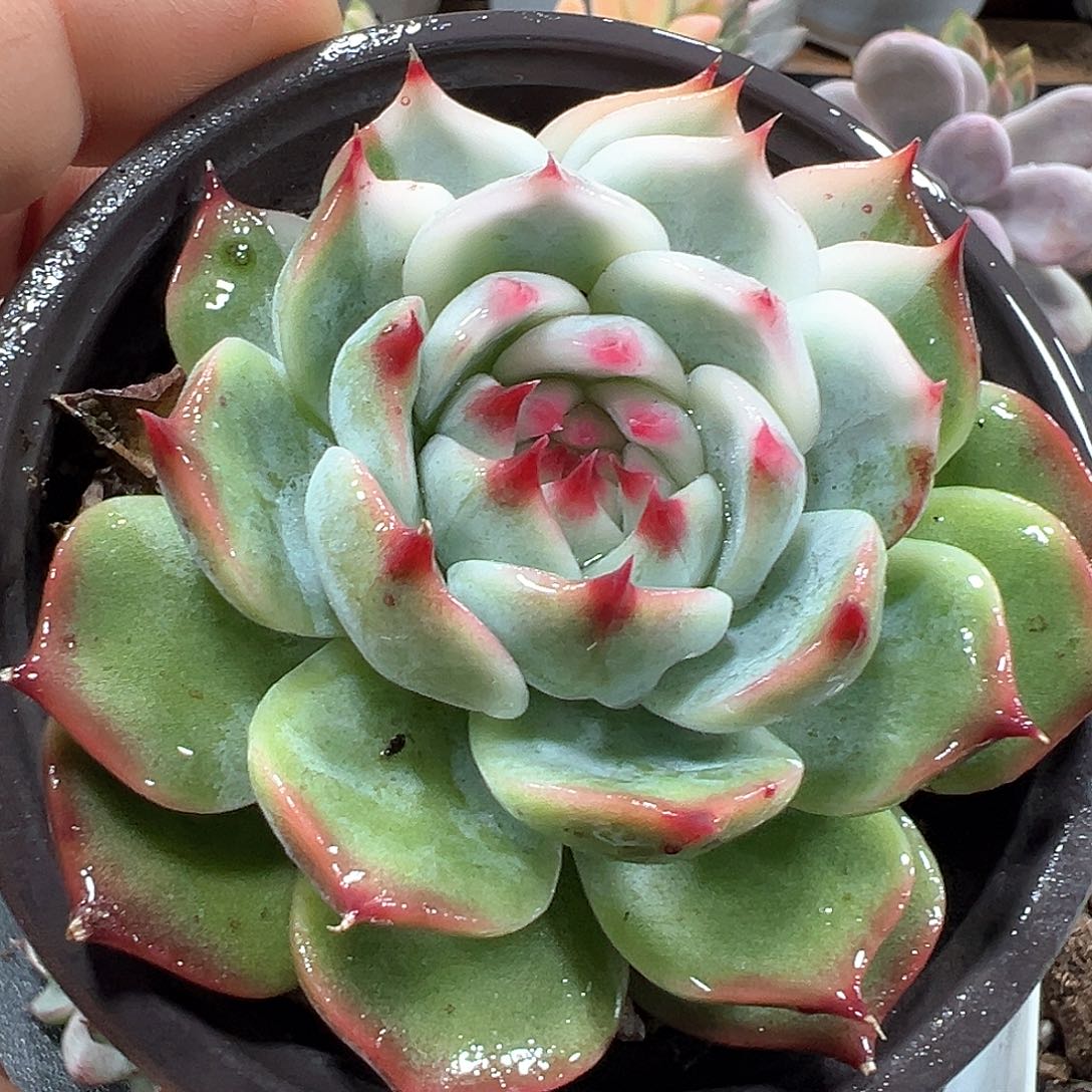 吉娃娃锦 小方花圃一物一拍 