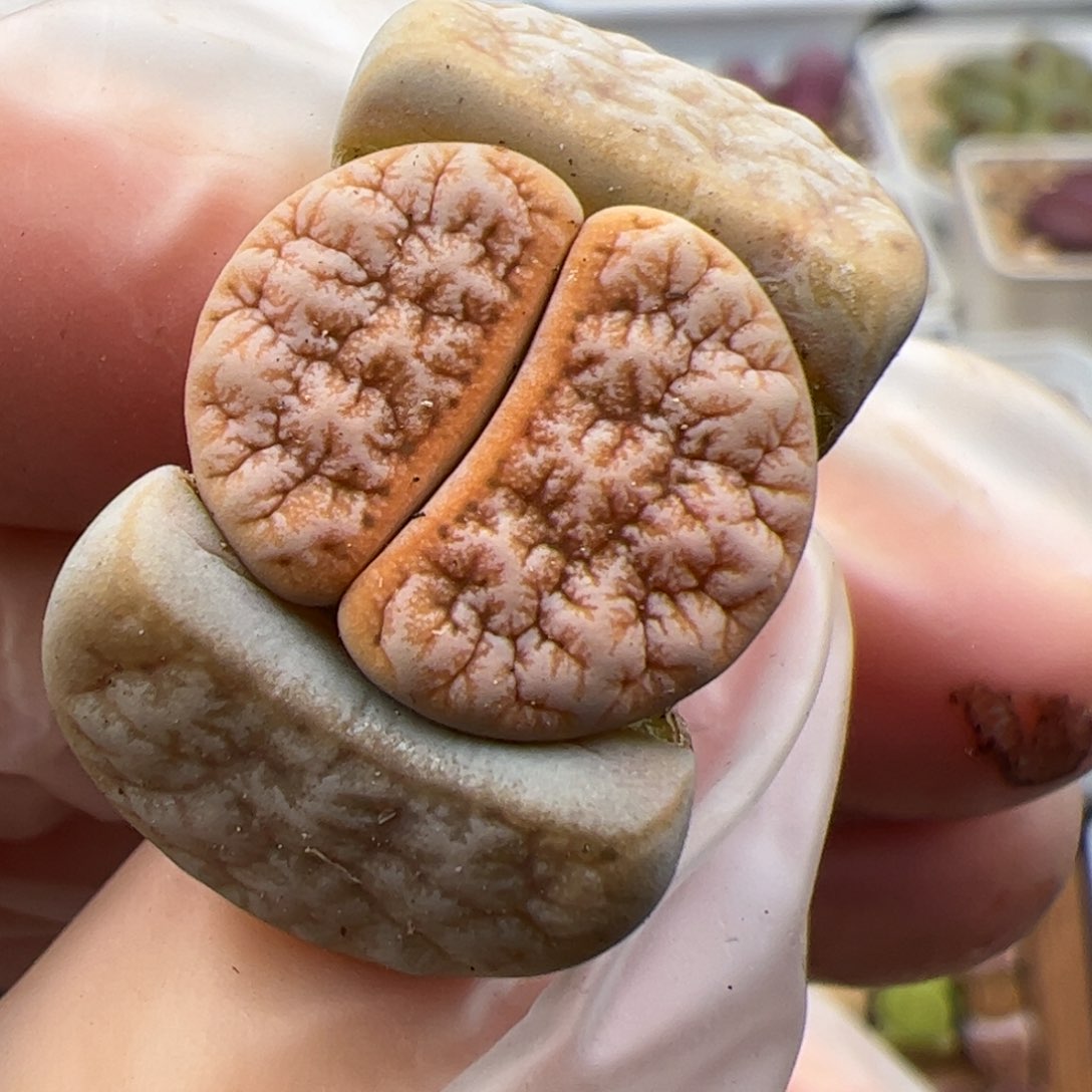 01103号荒多肉植物