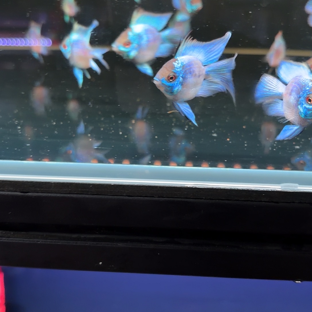 依***靠阿凡达1条 主播发