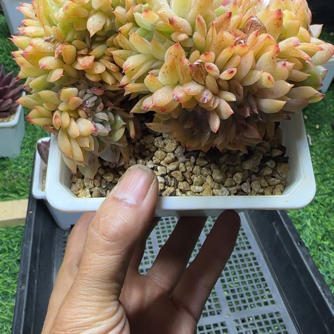 锦安多肉精品植物230