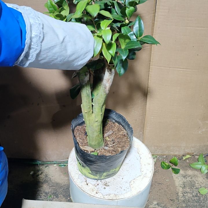 190都德，黄达，原盆原土发货，不包邮