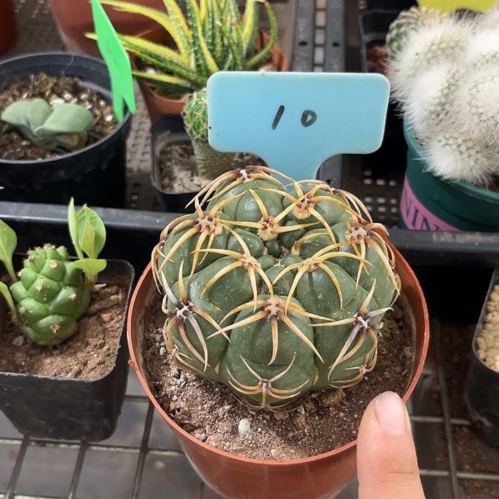 我的小可爱们都好可爱