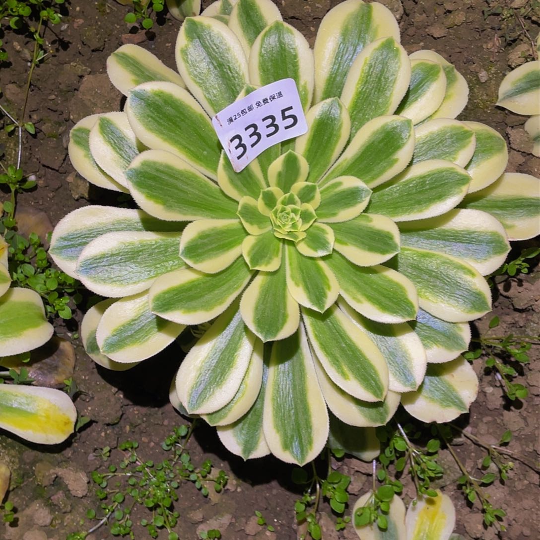 3335辛尼亚多肉植物