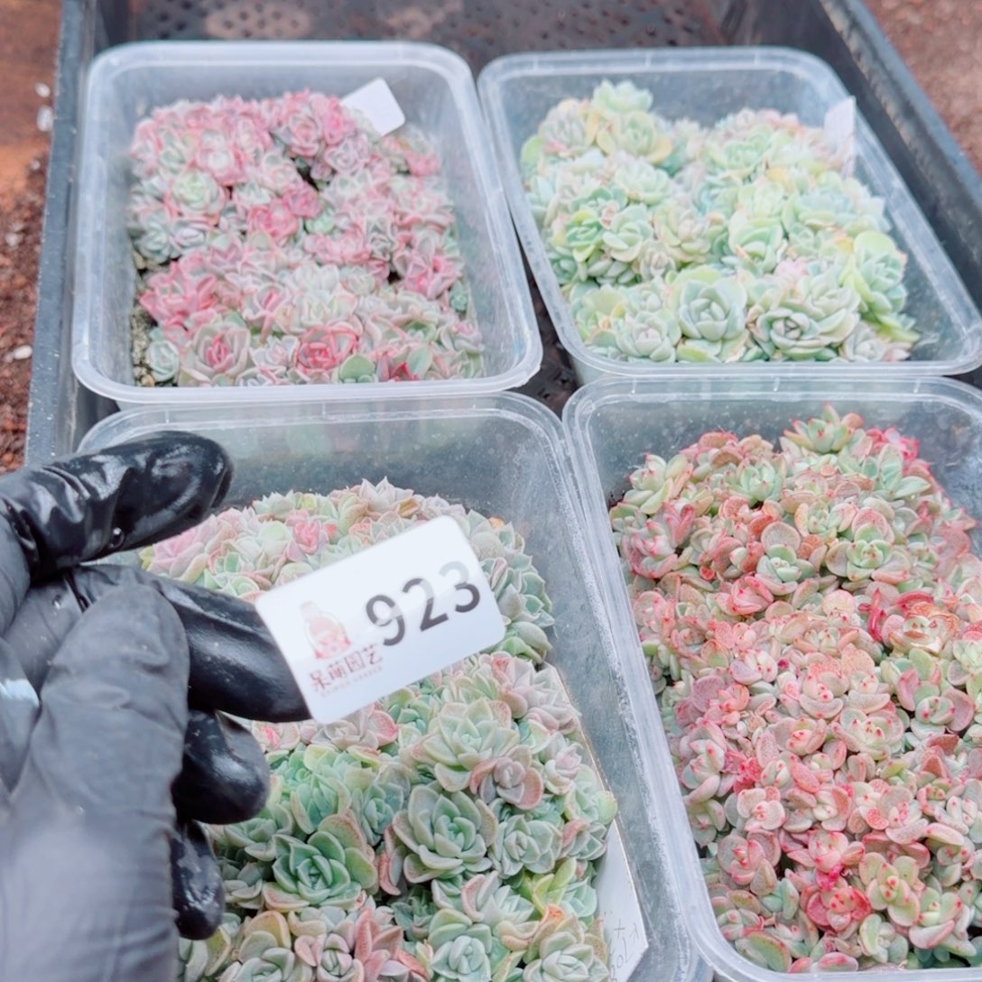 洪***宇多肉植物多肉植物