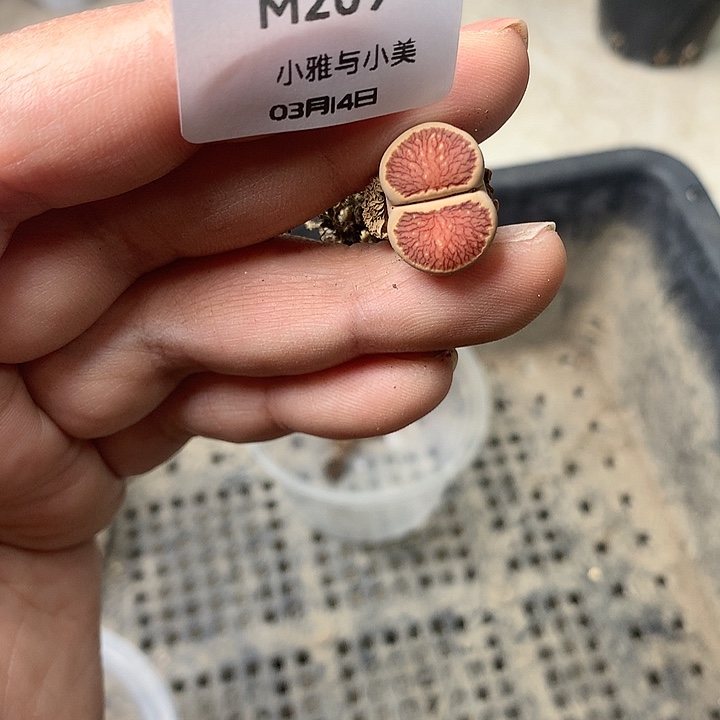 M209多肉植物保护研究所