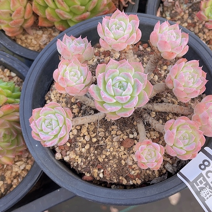 月影杂28128多肉植物