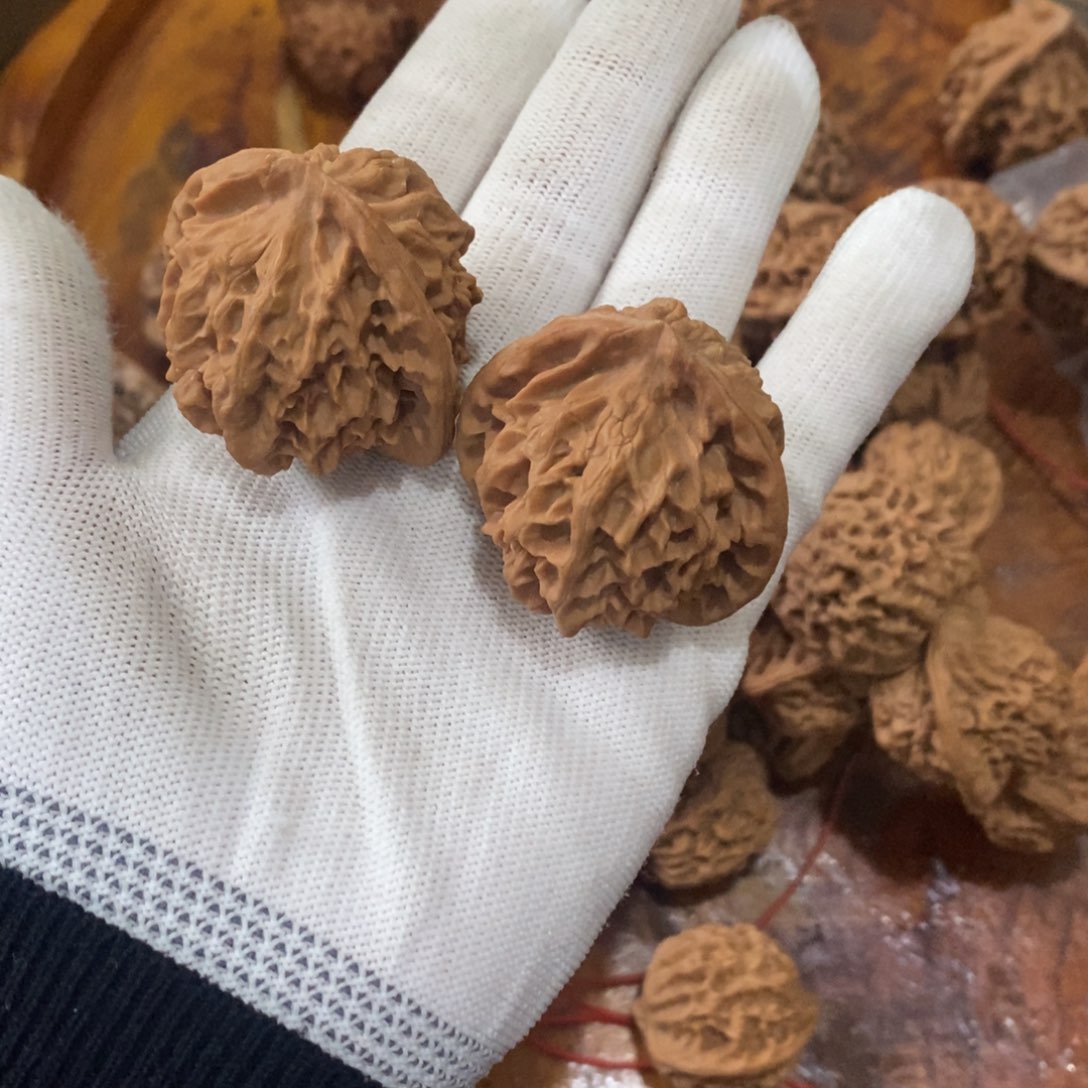 小*…秦岭野生核桃金公子