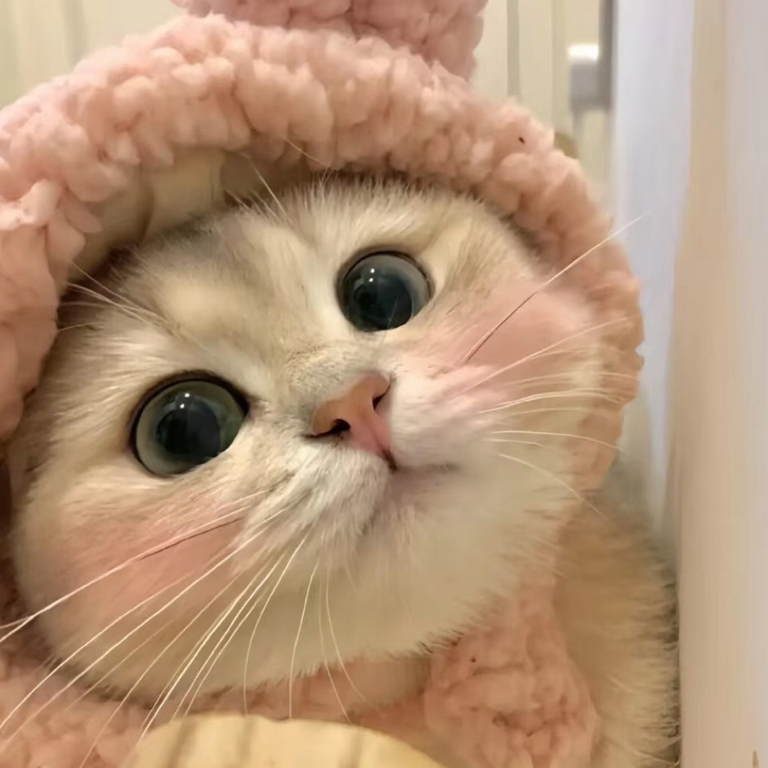 （冉）活体猫咪金渐层银渐层暹罗布偶德文金吉拉