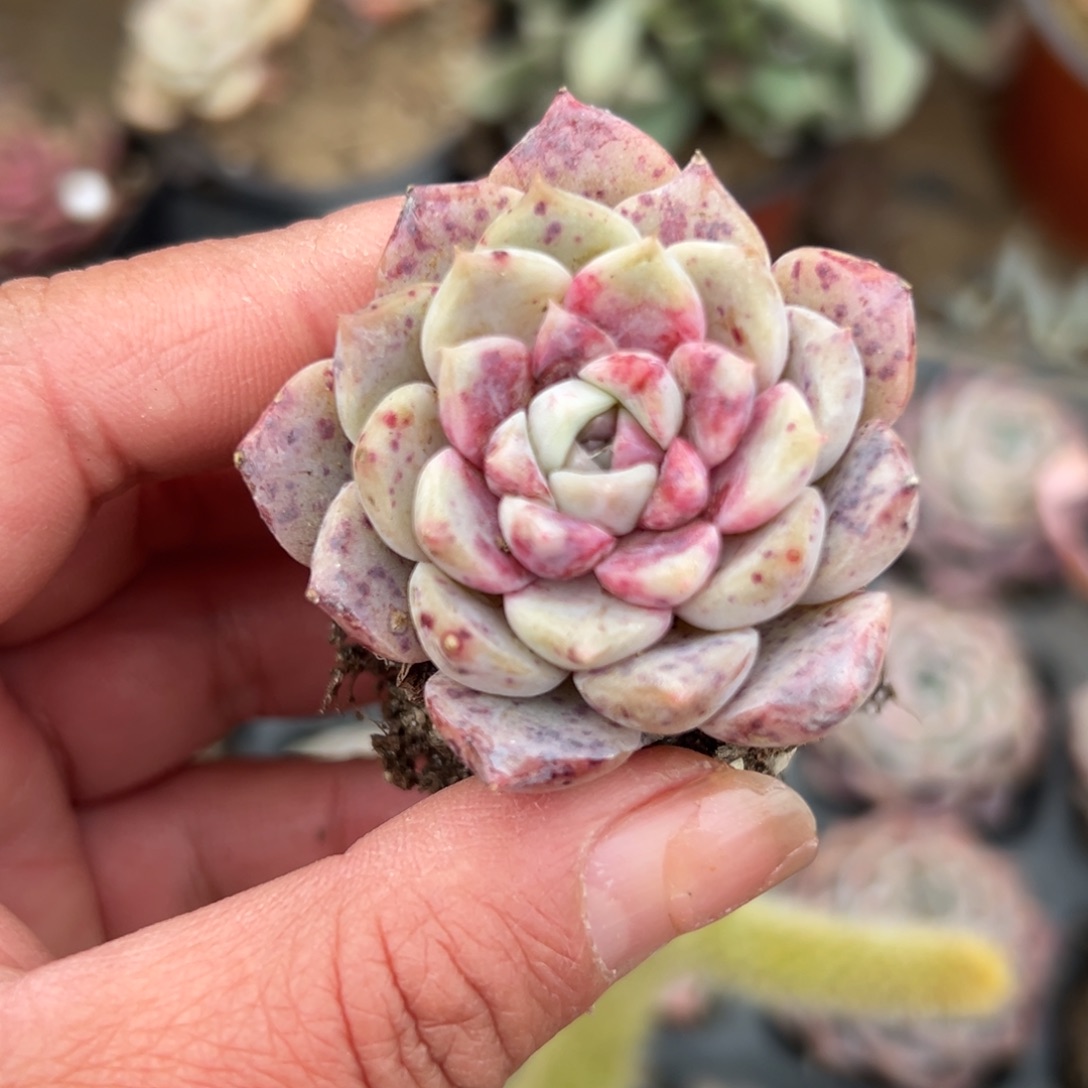 多肉植物多肉植物