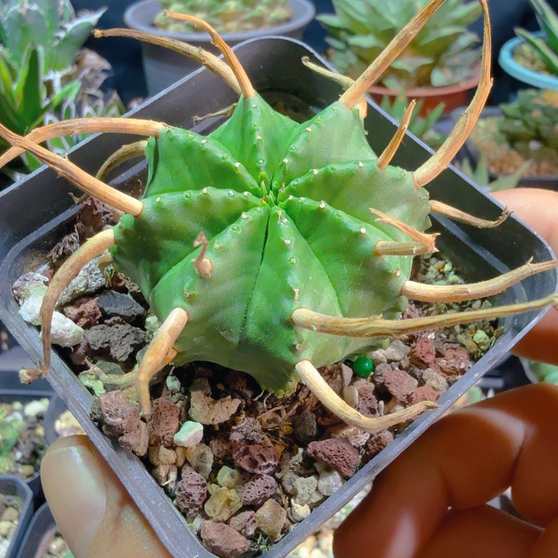 特价实生法力达多肉植物