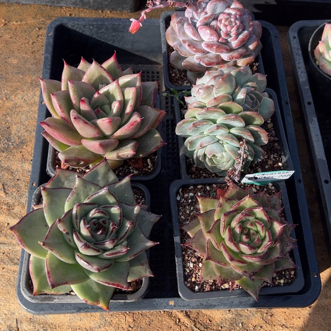 从前慢多肉精选编号0124.268