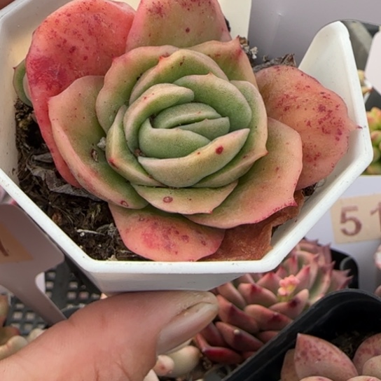 567冰玫瑰一物一拍多肉