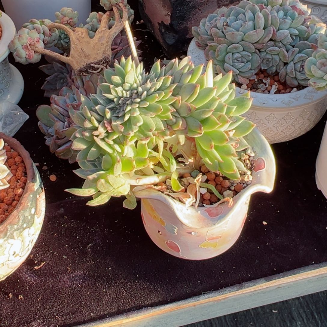 新年快乐宝宝们8888