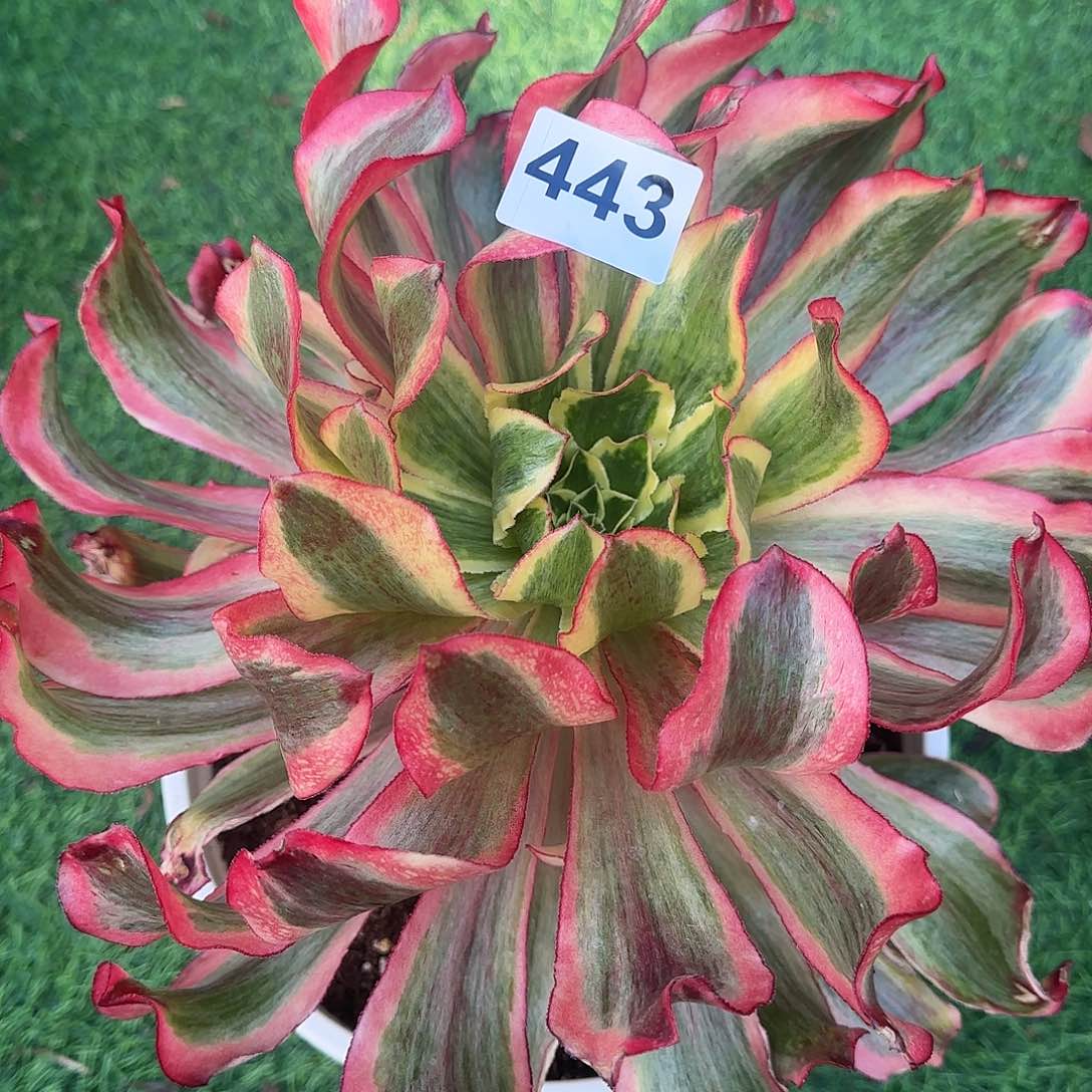 多肉植物魅影443