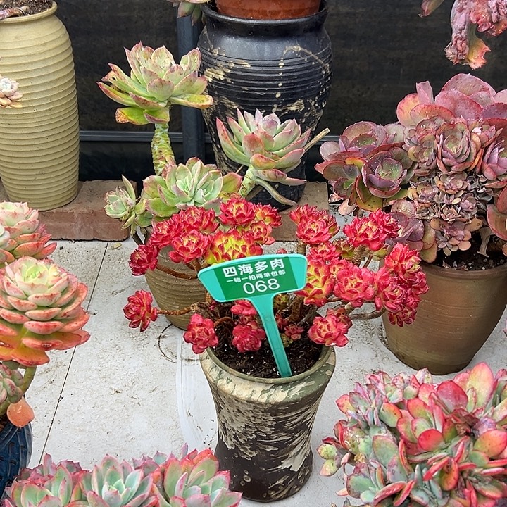 浅***语红灯笼多肉植物提取068