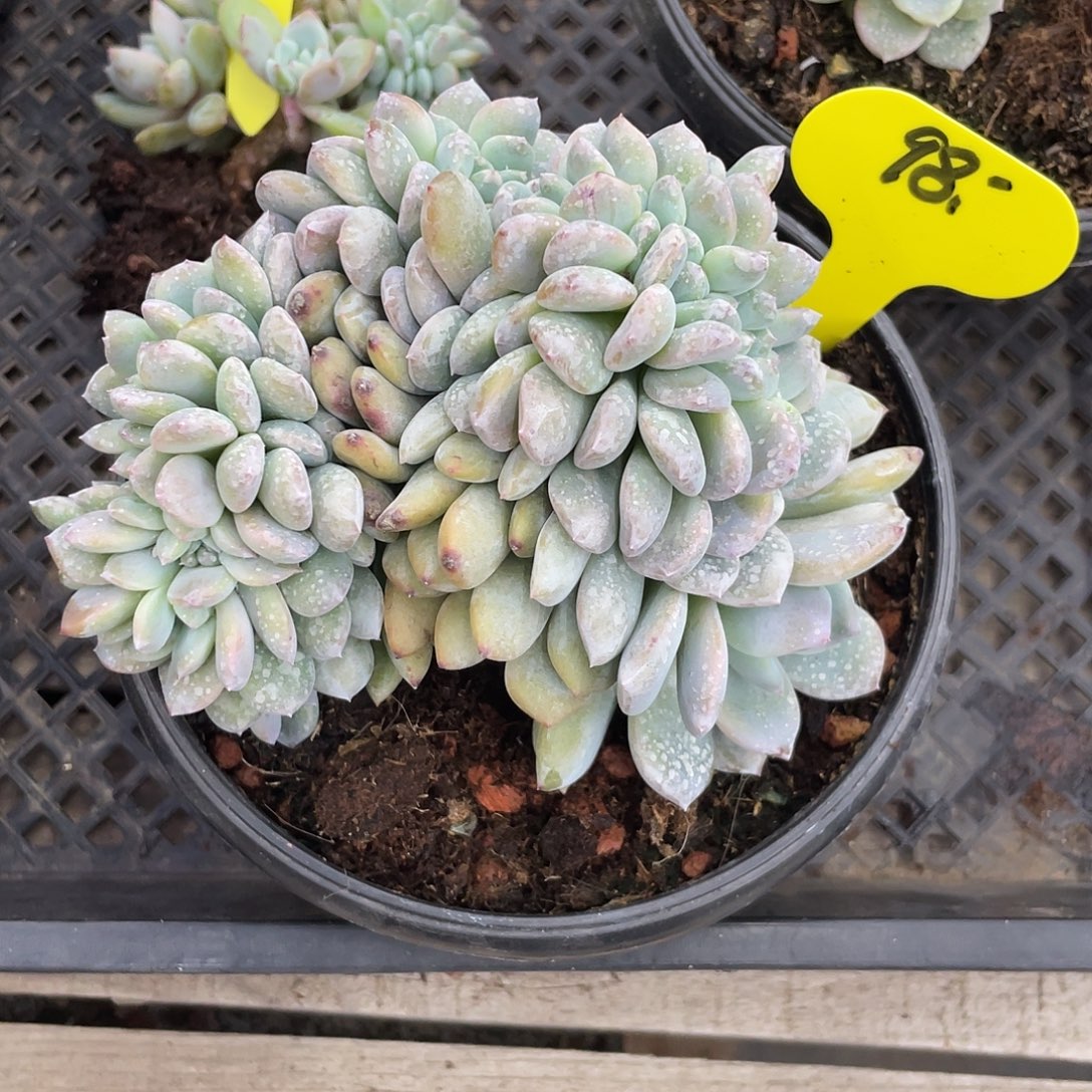 大叶型底切星影缀化，介意慎拍