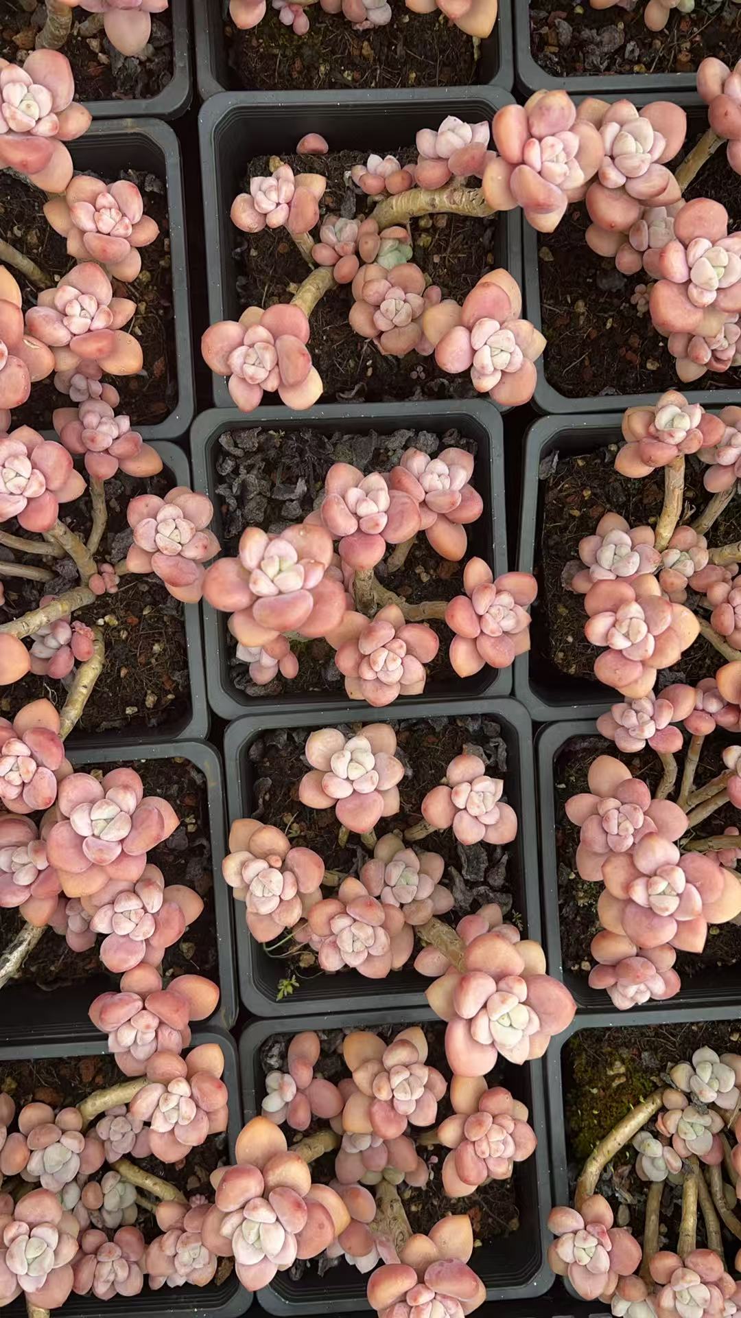 惊控老桩洛神     多肉绿植