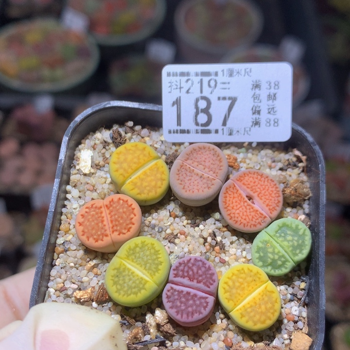 精品生石花219.187