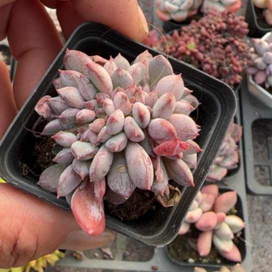 147粉珍妮缀多肉植物多