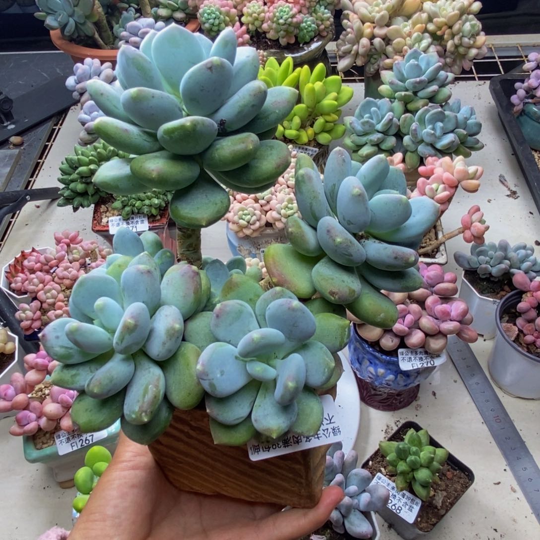 316咖啡美人多肉12c m