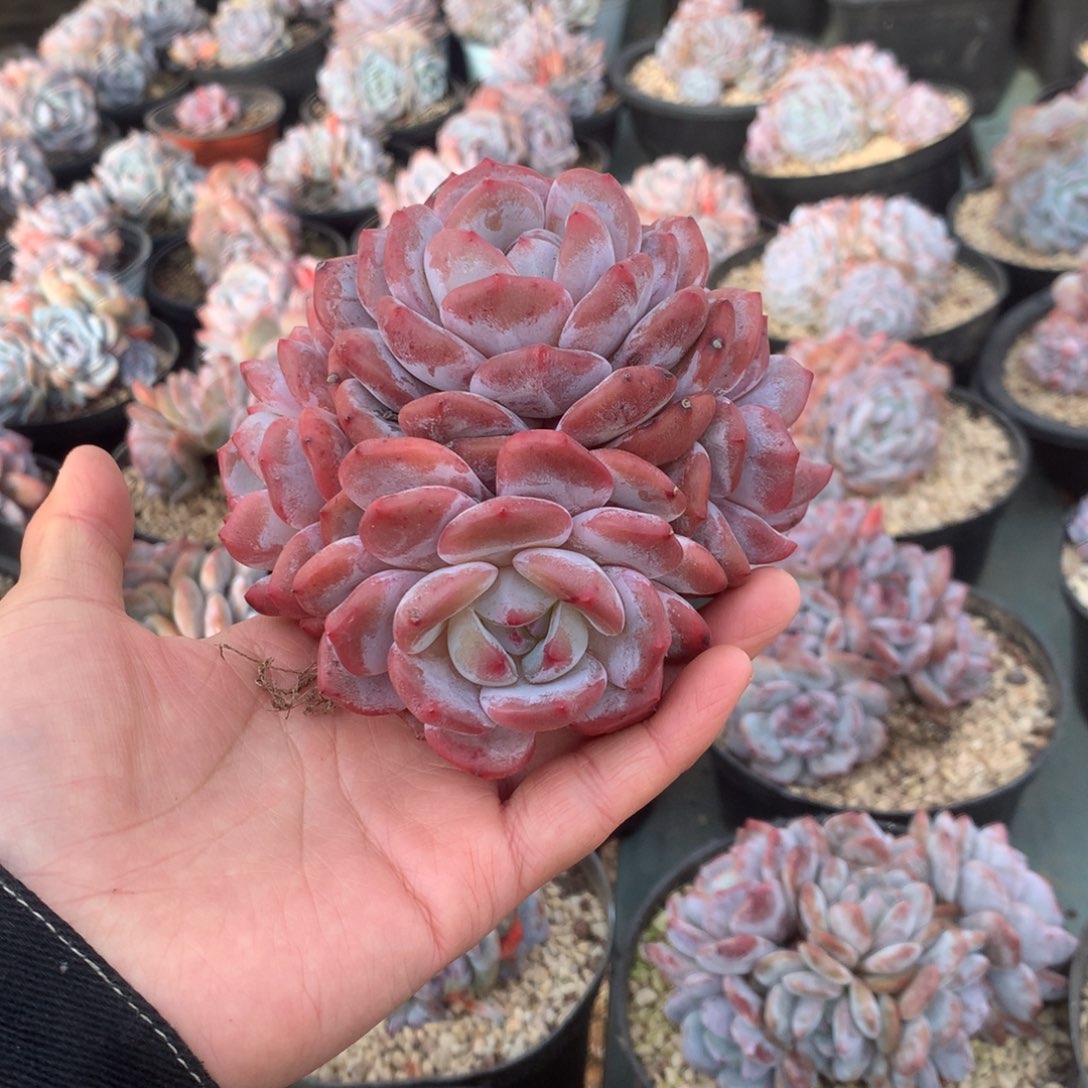 无花朵哈哈哈哈哈哈哈哈哈哈4