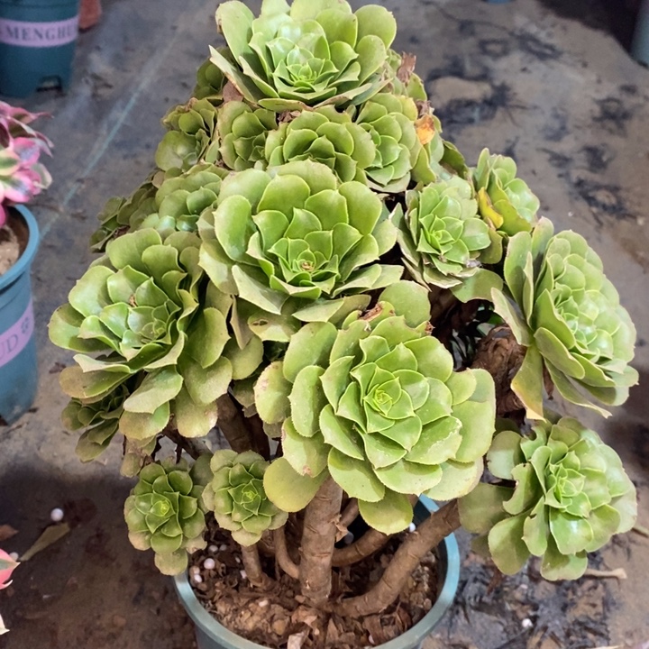绿羊绒41多肉植物法师法师