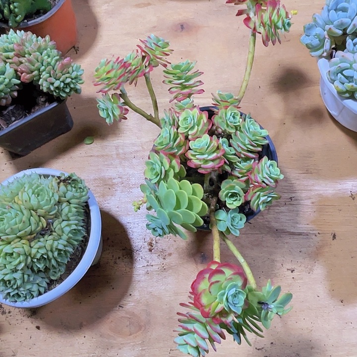 艾***丽多肉000000000000317