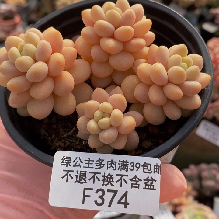 洛可可6cm374多肉植物