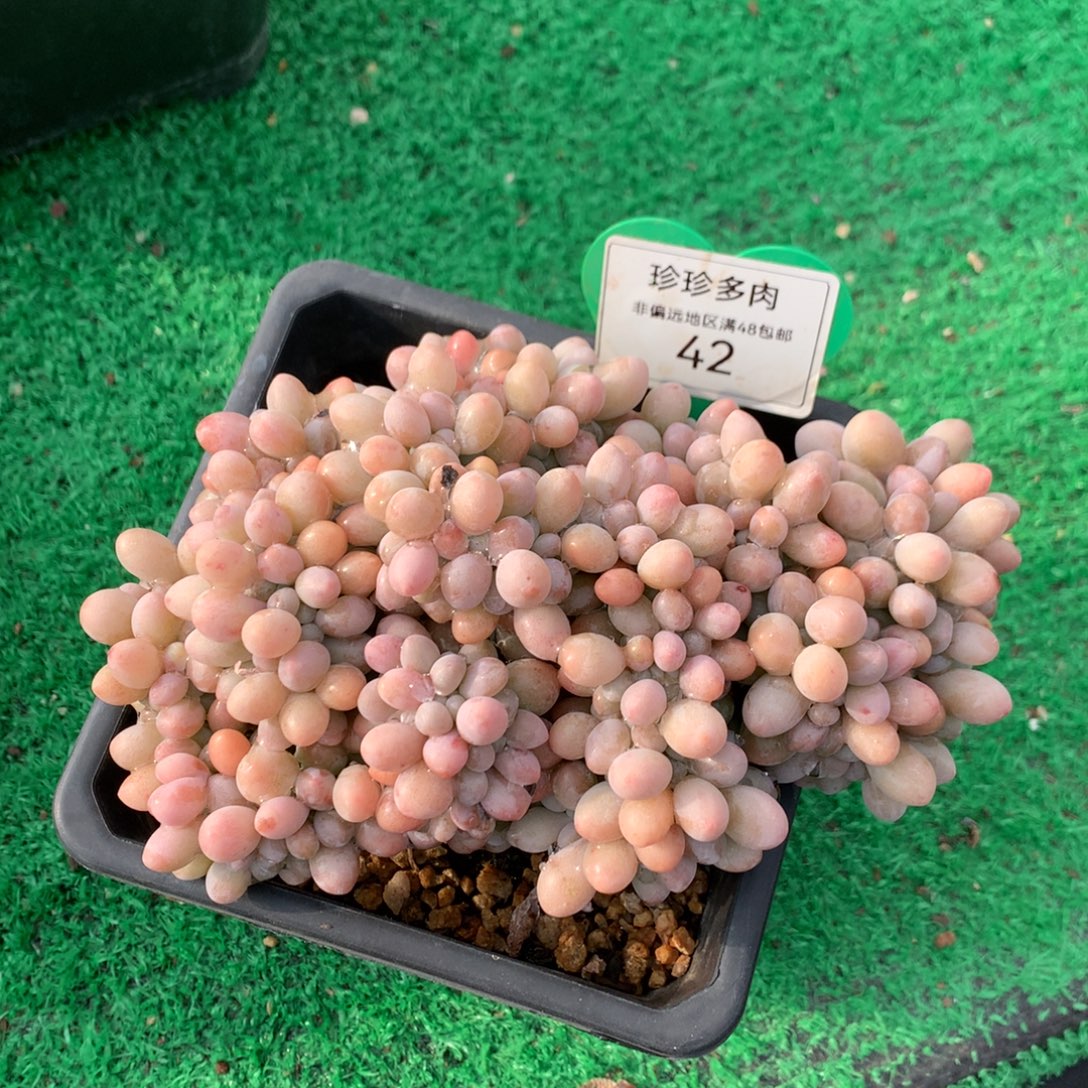 汤圆缀化一物一拍42