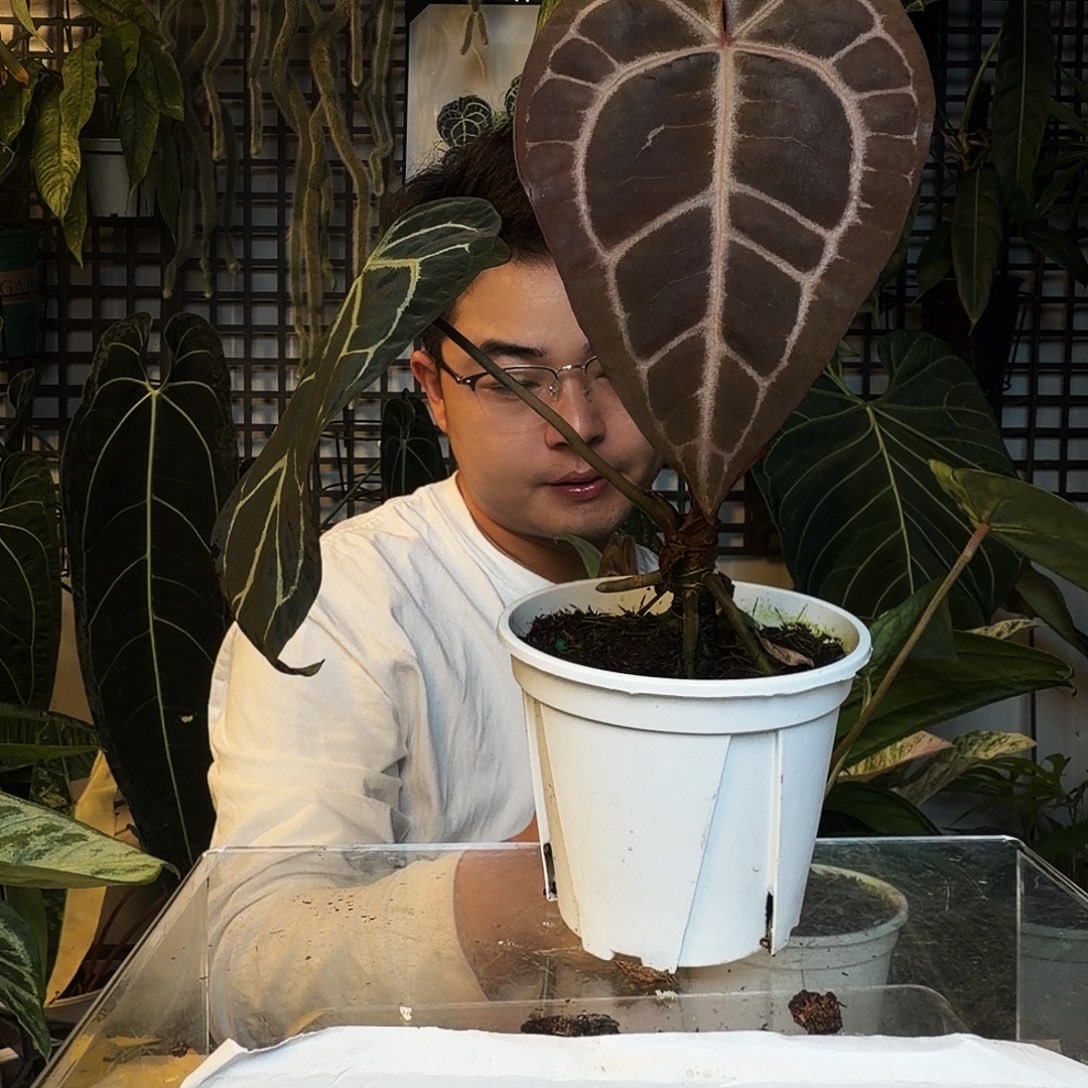 完全开放D60神奇男孩杂米歇尔