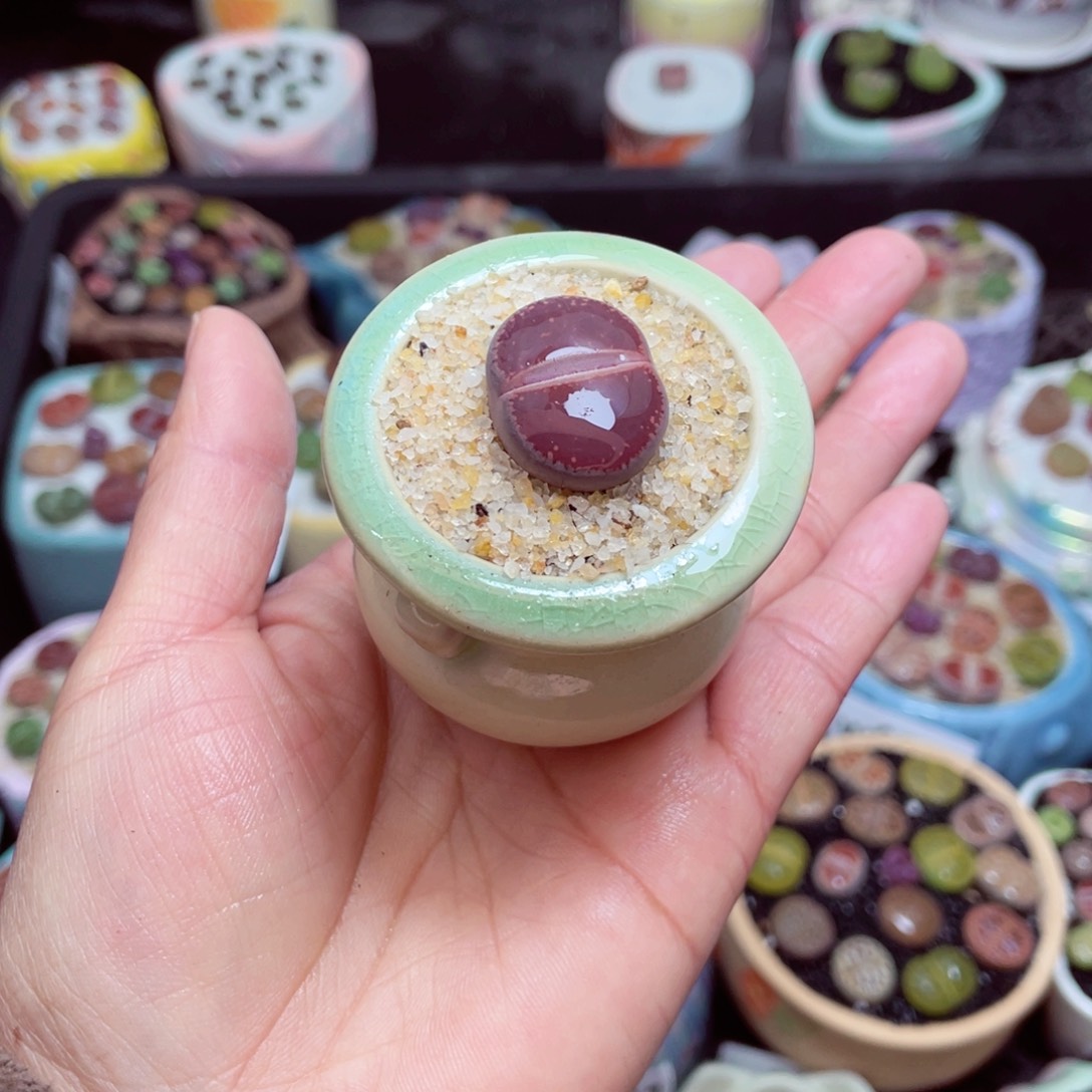 w6088 -零下地区拍保温箱-15支持寄养