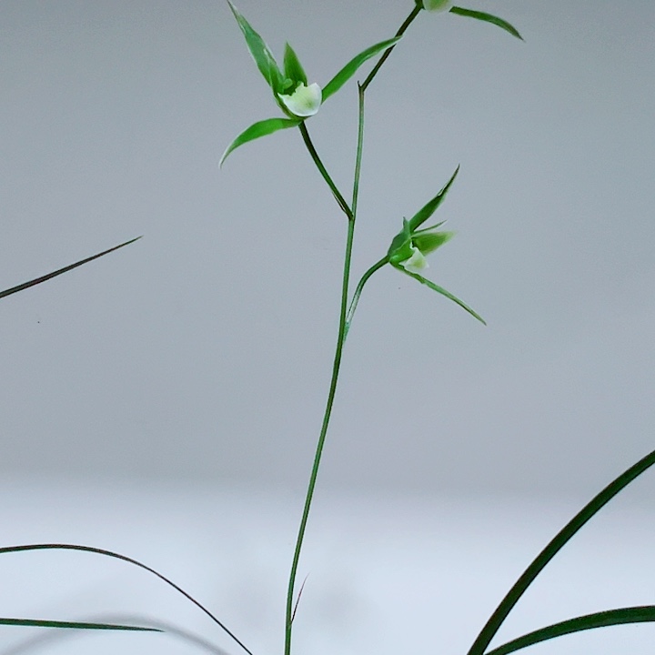 小***弟完全开放一物一拍